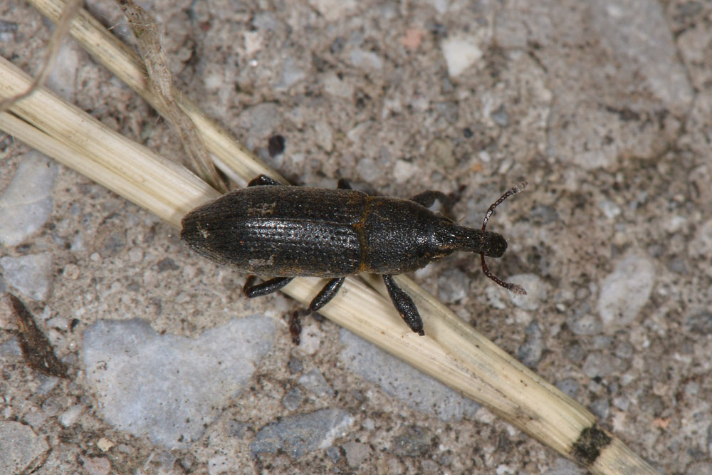 Lixus angustus - Curculionidae